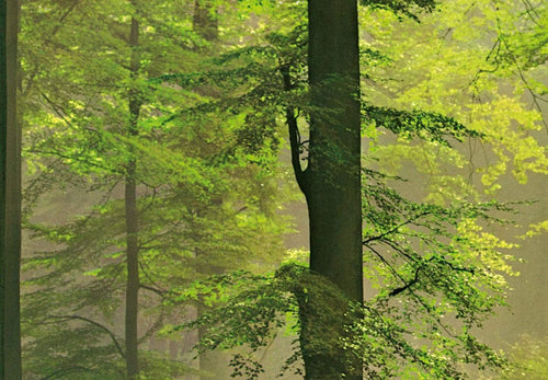 00216 Autumn Forest | Yourdecoration.com