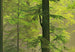 00216 Autumn Forest | Yourdecoration.com