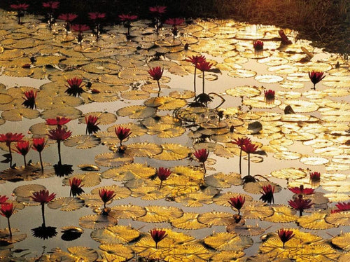 Bruno Baumann Lotus Pond Kunstdruk 80x60cm | Yourdecoration.nl