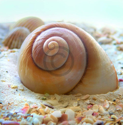Donna Geissler Beach Shell IV Kunstdruk 30x30cm | Yourdecoration.nl