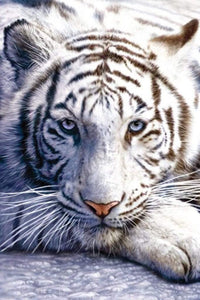 Pyramid White Tiger Poster 61x91,5cm | Yourdecoration.nl