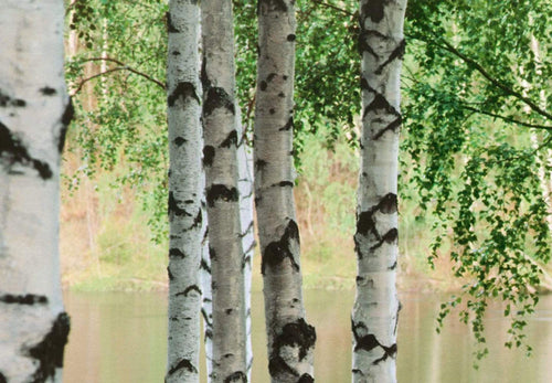 00290 Nordic Forest | Yourdecoration.com