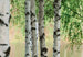 00290 Nordic Forest | Yourdecoration.com
