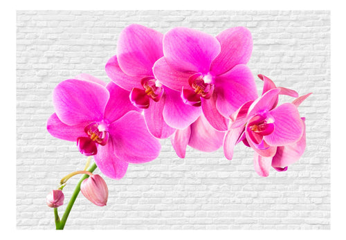 Fotobehang - Pink Excitation - Vliesbehang