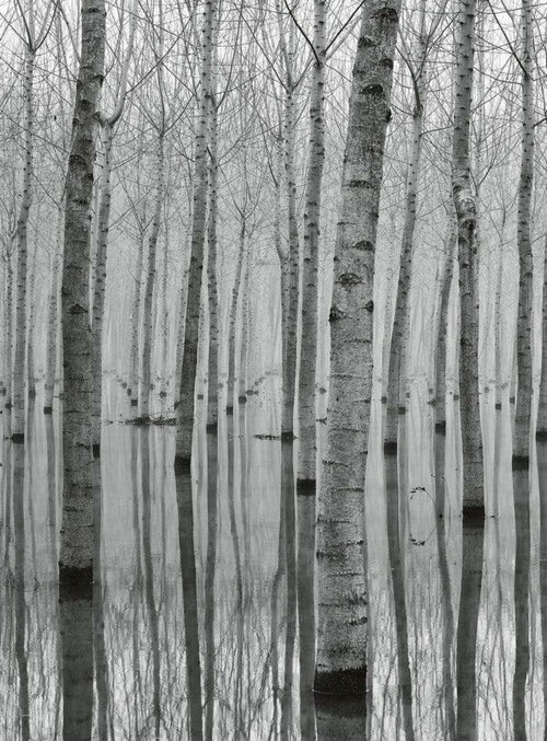 Wizard+Genius Birch Forest In The Water Vlies Fotobehang 192x260cm 4 banen | Yourdecoration.nl