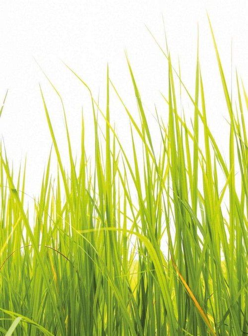 Wizard+Genius High Grass Vlies Fotobehang 192x260cm 4 banen | Yourdecoration.nl
