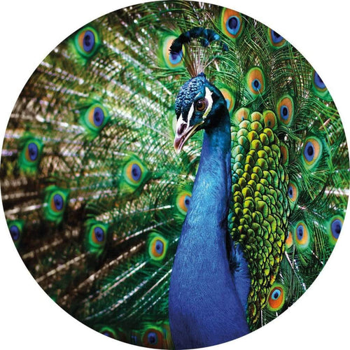 Wizard+Genius Beautiful Peacock Vlies Fotobehang 140x140cm rond | Yourdecoration.nl