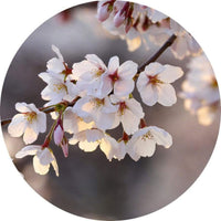 Wizard+Genius Cherry Blossoms Vlies Fotobehang 140x140cm rond | Yourdecoration.nl