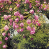 Komar Rose Garden Fotobehang 368x254cm | Yourdecoration.nl