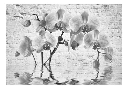 Fotobehang - Orchid in Shades of Gray - Vliesbehang