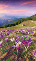 Dimex Crocuses at Spring Fotobehang 150x250cm 2 banen | Yourdecoration.nl