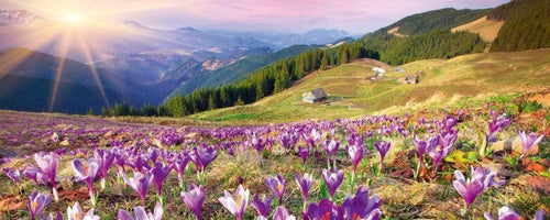 Dimex Crocuses at Spring Fotobehang 375x150cm 5 banen | Yourdecoration.nl