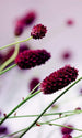 Dimex Floral Violet Fotobehang 150x250cm 2 banen | Yourdecoration.nl