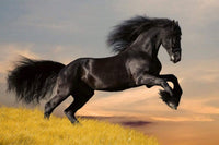 Dimex Horse Fotobehang 375x250cm 5 banen | Yourdecoration.nl