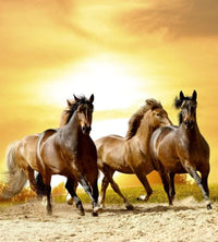 Dimex Horses in Sunset Fotobehang 225x250cm 3 banen | Yourdecoration.nl