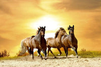 Dimex Horses in Sunset Fotobehang 375x250cm 5 banen | Yourdecoration.nl