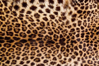 Dimex Leopard Skin Fotobehang 375x250cm 5 banen | Yourdecoration.nl