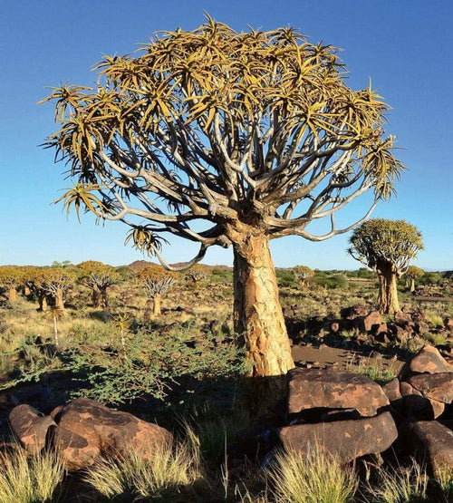 Dimex Namibia Fotobehang 225x250cm 3 banen | Yourdecoration.nl