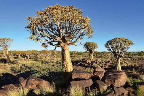 Dimex Namibia Fotobehang 375x250cm 5 banen | Yourdecoration.nl