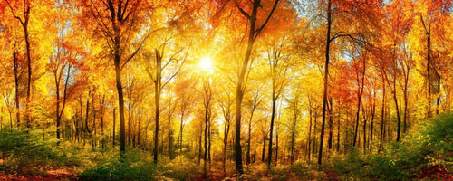 Dimex Sunny Forest Fotobehang 375x150cm 5 banen | Yourdecoration.nl