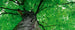 Dimex Treetop Fotobehang 375x150cm 5 banen | Yourdecoration.nl