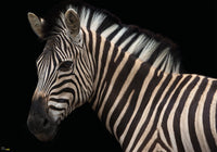 Komar Damara Zebra Vlies Fotobehang 400X280Cm 6 Delen | Yourdecoration.nl
