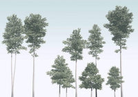 Komar Pines Vlies Fotobehang 400x280cm 4 banen | Yourdecoration.nl