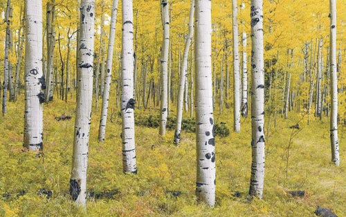 Komar Orange Forest Vlies Fotobehang 400x250cm 4 banen | Yourdecoration.nl