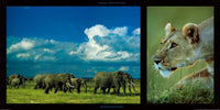 PGM DHM 13 Michel et Christine Denis Huot Elephants and Lioness Kunstdruk 100x50cm | Yourdecoration.nl