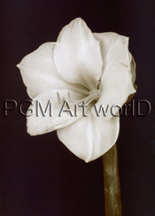 PGM FTP 17 Prades Fabregat Bora Bora Flower II Kunstdruk 50x70cm | Yourdecoration.nl