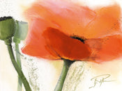 PGM PMG 03 Gerd Pflumm Faszination Mohn III Kunstdruk 80x60cm | Yourdecoration.nl