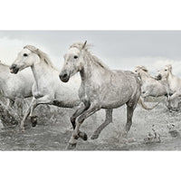 Grupo Erik GPE5238 White Horses Poster 91,5X61cm | Yourdecoration.nl
