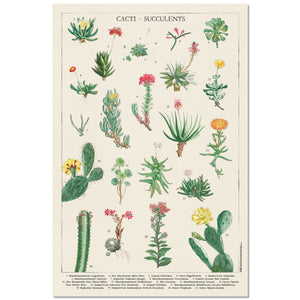 Grupo Erik GPE5536 Botanical Cacti Poster 61X91,5cm | Yourdecoration.nl