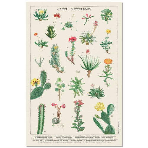 Grupo Erik GPE5536 Botanical Cacti Poster 61X91,5cm | Yourdecoration.nl