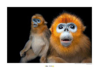 Komar Golden Snub nosed Monkey Kunstdruk 40x30cm | Yourdecoration.nl