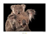 Komar Koala Bear Kunstdruk 70x50cm | Yourdecoration.nl