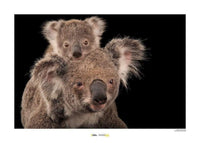 Komar Koala Bear Kunstdruk 70x50cm | Yourdecoration.nl