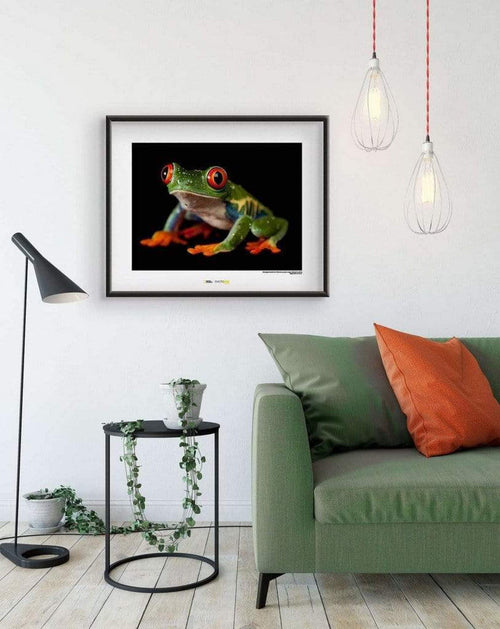Komar Red eyed Treefrog Kunstdruk 70x50cm Sfeer | Yourdecoration.nl