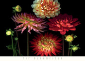 Pip Bloomfield  Dahlia Garden Kunstdruk 91x66cm | Yourdecoration.nl