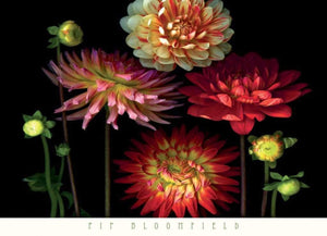 Pip Bloomfield  Dahlia Garden Kunstdruk 91x66cm | Yourdecoration.nl