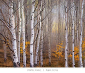 Charles Cramer  Aspen in Fog Kunstdruk 76x66cm | Yourdecoration.nl