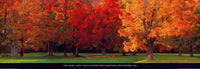Tom Mackie  Maple Trees in Autumn Kunstdruk 95x33cm | Yourdecoration.nl