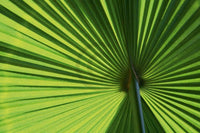 Ortwin Klipp  Leaf 1 Kunstdruk 70x50cm | Yourdecoration.nl