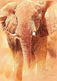 Renato Casaro  Elefant Study Kunstdruk 70x100cm | Yourdecoration.nl