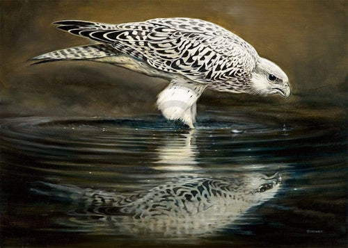 Renato Casaro  Drinking Falcon Kunstdruk 70x50cm | Yourdecoration.nl