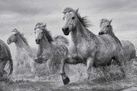 Pyramid Camargue Horses Poster 91,5x61cm | Yourdecoration.nl