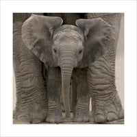 Pyramid Big Ears Baby Elephant Kunstdruk 40x40cm | Yourdecoration.nl