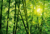 Wizard+Genius Bamboo Forest Fotobehang 366x254cm | Yourdecoration.nl