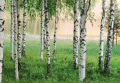Wizard+Genius Nordic Forest Fotobehang 366x254cm | Yourdecoration.nl