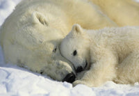 Komar Polar Bears Fotobehang 184x127cm | Yourdecoration.nl